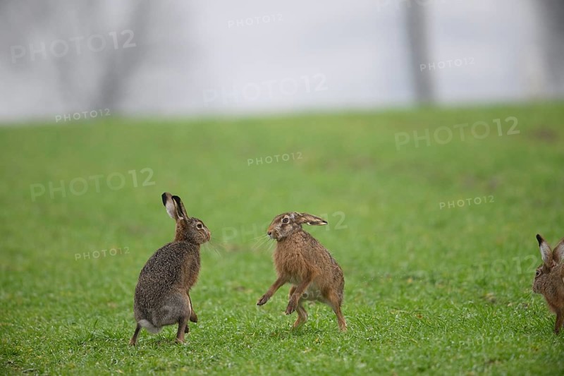 Two playing brown hares (Lepus europaeus) standing on a green meadow. Hare mating season, Dümmer nature park Park, Lower Saxony, Germany