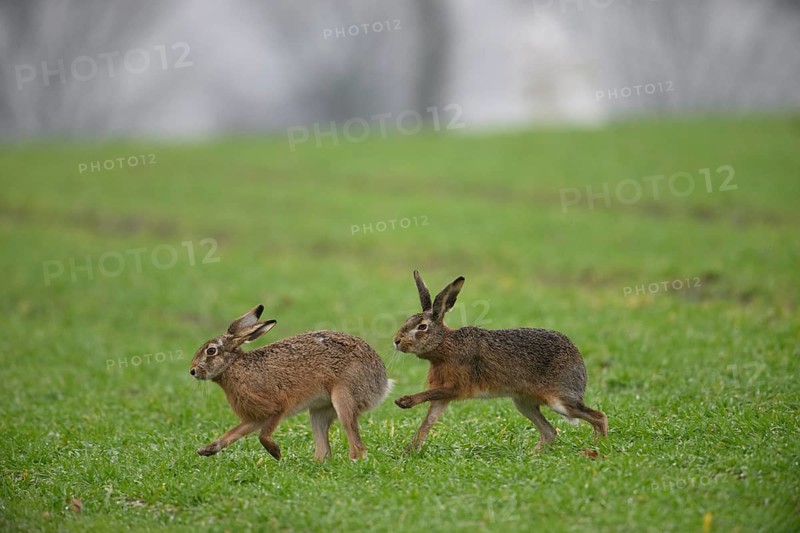 Two brown hares (Lepus europaeus) run across a green meadow. A male hare drives a female hare. The atmosphere radiates liveliness and freedom, hare wedding, Dümmer nature park Park, Lower Saxony, Germany