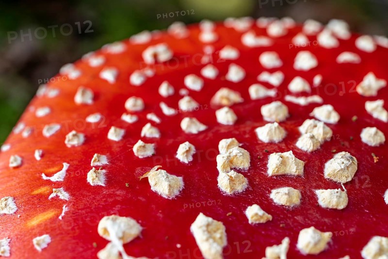 Close-up or macro photograph of the red, white speckled cap of a fly agaric (Amanita muscaria), Germany