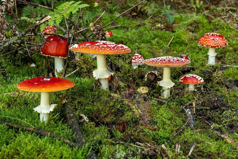 Group of fly agarics (Amanita muscaria) with red, white speckled caps in various shapes and sizes on the mossy ground of a forest, Germany