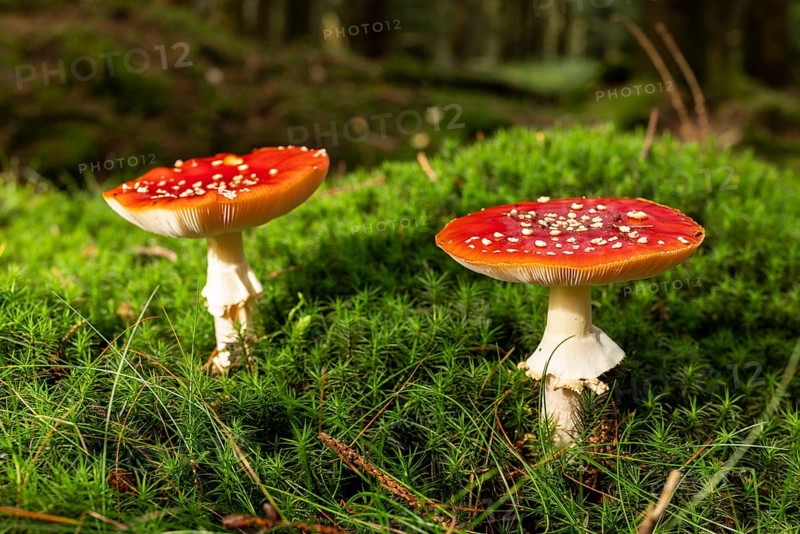 Two fly agarics (Amanita muscaria) with red, white speckled umbrella on the mossy ground of a forest, Germany