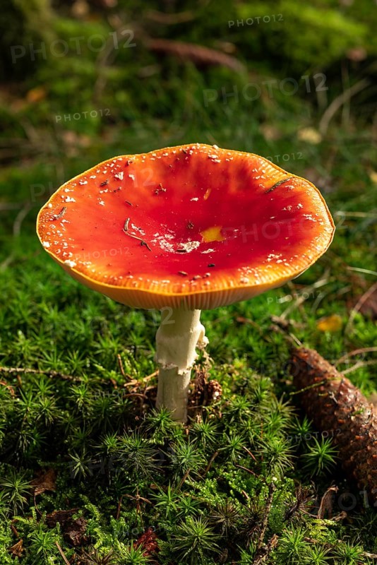 Close-up of a fly agaric (Amanita muscaria) with a red umbrella on the mossy ground of a forest, Germany