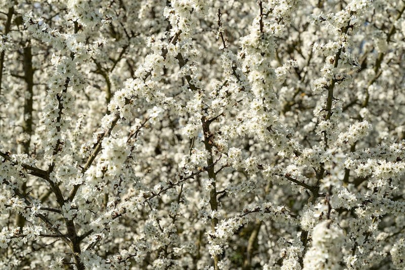 Full-format image of the branches and twigs of flowering blackthorn or blackthorn (Prunus spinosa) with white flowers during fruit tree blossom in spring, Lower Saxony, Germany