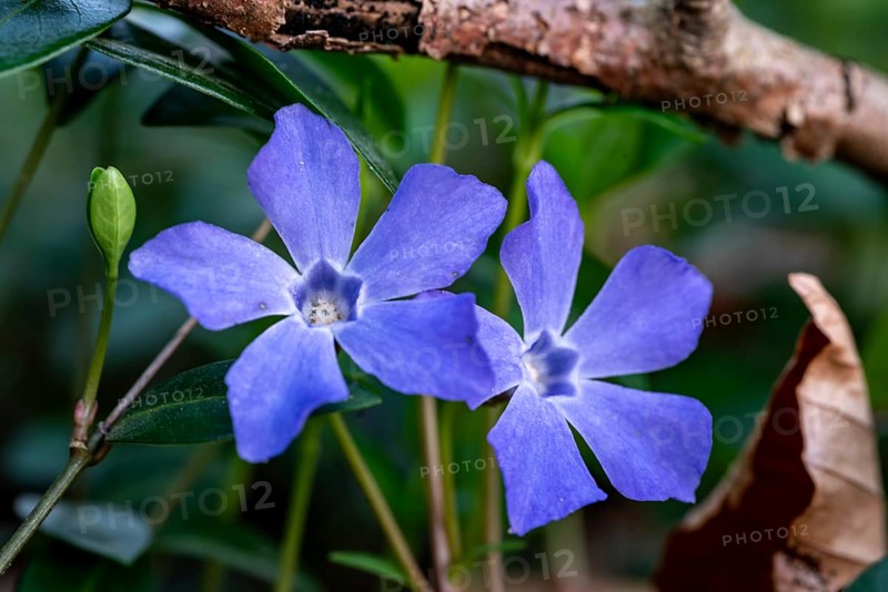 Close-up of Lesser periwinkle (Vinca minor) with blue-violet flowers in spring, Germany