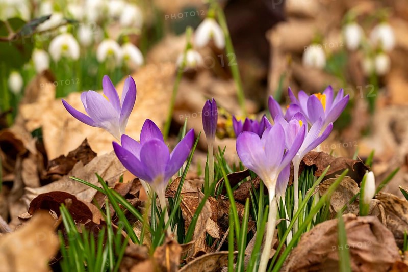 Close-up of the purple flowers of the spring crocus (Crocus vernus) between dry leaves, in the background blurred snowdrops (Galanthus nivalis), Germany