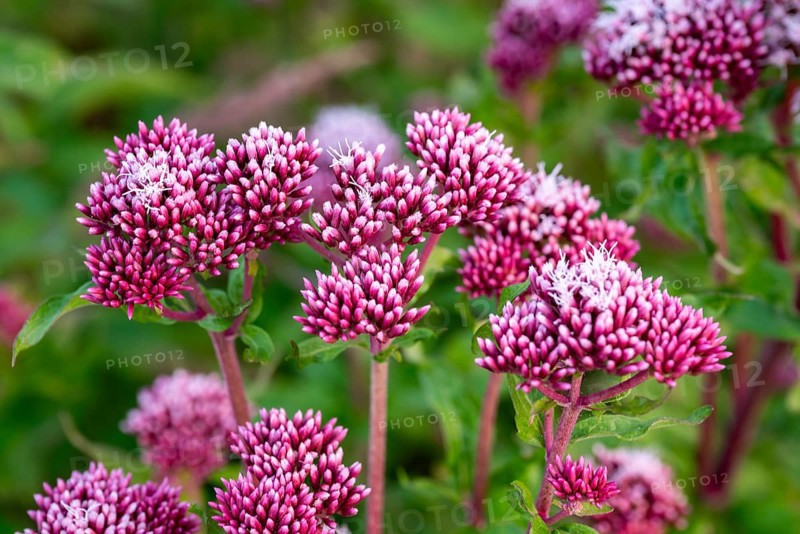 Close-up of bright purple-pink inflorescences of Hemp agrimony (Eupatorium cannabinum) in front of blurred green foliage, Germany