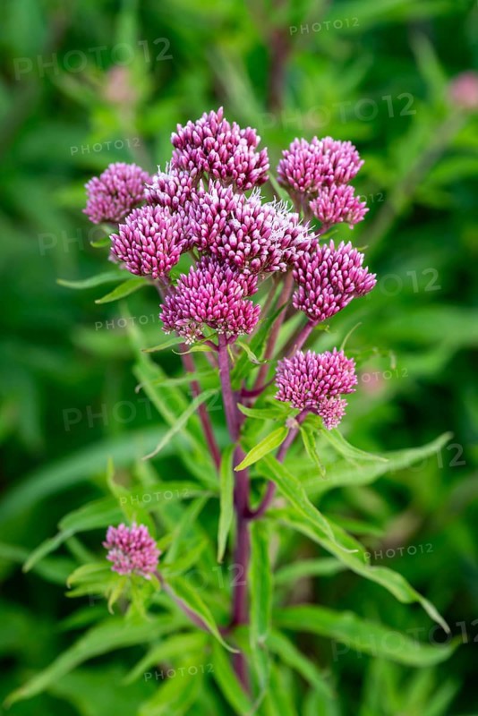 Bright purple-pink inflorescences of Hemp agrimony (Eupatorium cannabinum) in front of blurred green foliage, Germany