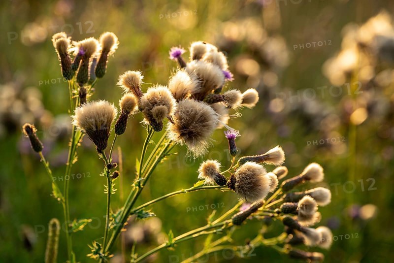 Inflorescence and pappus of creeping thistle (Cirsium arvense) in atmospheric backlighting, Germany