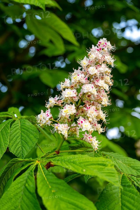 Close-up of an inflorescence of the common horse chestnut (Aesculus hippocastanum) in front of green leaves in spring, Germany