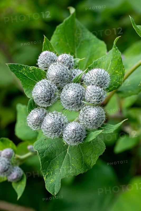 Close-up of the closed flowers of a felt burdock or woolly burdock (Arctium tomentosum), Germany