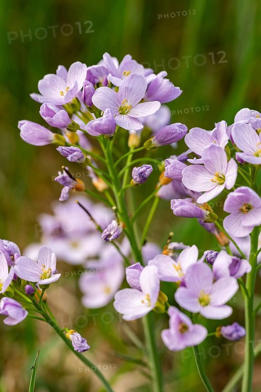 Pink-purple inflorescences of meadow foamwort (Cardamine pratensis) in front of blurred green foliage, spring, Germany