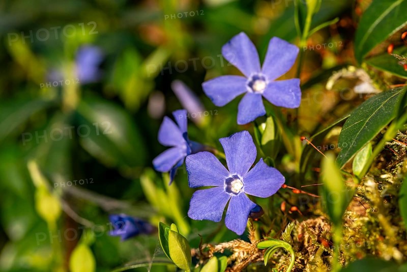 Close-up of Lesser periwinkle (Vinca minor) with blue-violet flowers on a moss-covered forest floor in spring, Germany