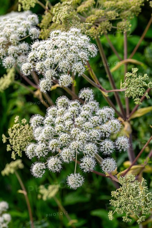 Angelica sylvestris (Angelica sylvestris) with white inflorescence, Germany