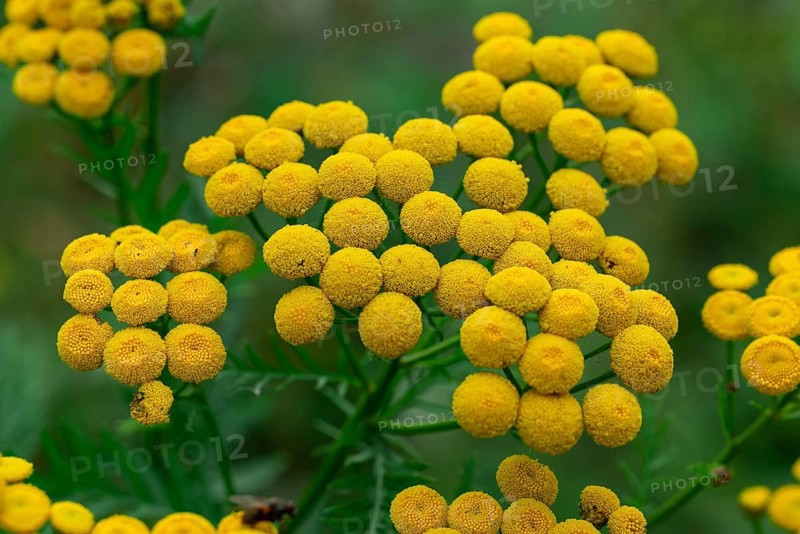 Close-up of yellow flowering tansy (Tanacetum vulgare L.) in front of blurred green foliage, Germany