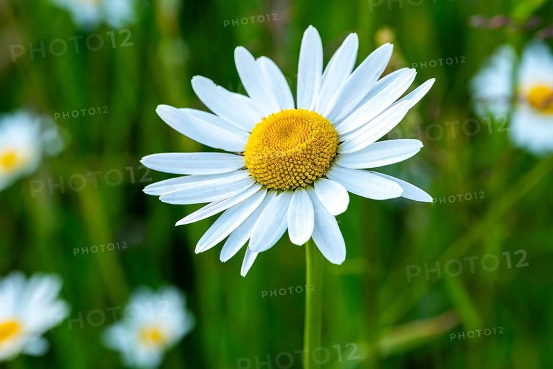 Close-up of the white-yellow inflorescence of a meadow daisy (Leucanthemum vulgare) in front of blurred green foliage, Germany