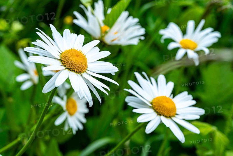Close-up view of a group of rough meadow daisies (Leucanthemum vulgare) with white-yellow inflorescence in front of blurred green foliage, Germany
