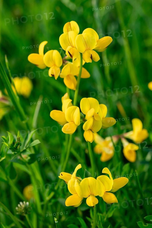 Bird's-foot Trefoil (Lotus corniculatus) with yellow flowers in front of blurred green foliage, Germany