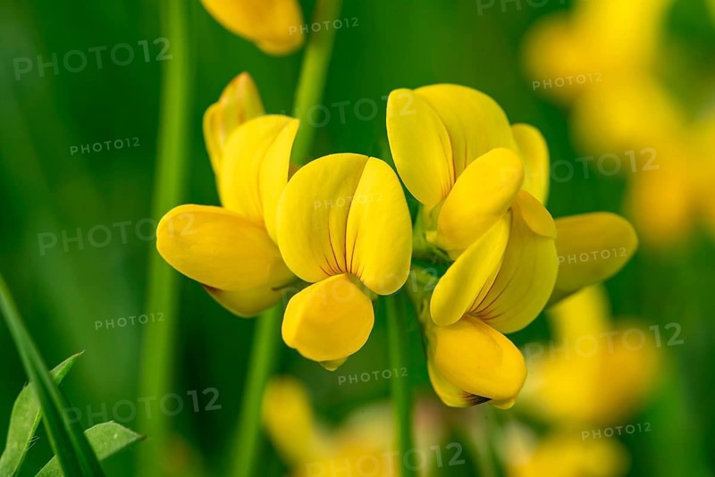 Close-up of the yellow flowers of Bird's-foot Trefoil (Lotus corniculatus) in front of blurred green foliage, Germany