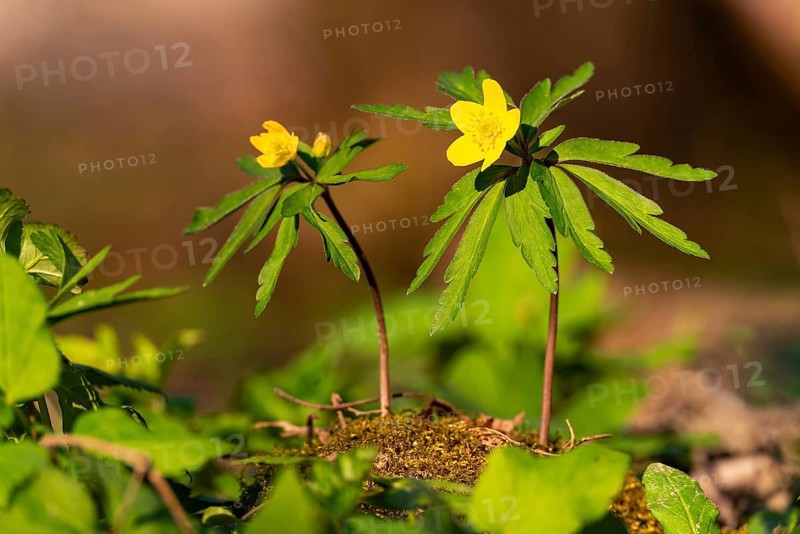 Close-up of two Yellow Anemone (Anemone ranunculoides) in the sunlight on the ground of a forest in spring, Germany