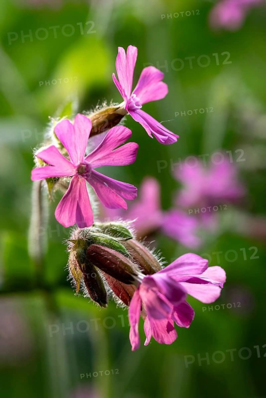 Close-up of red campions (Silene dioica) with pink flowers in front of blurred green foliage in a forest in spring, Germany