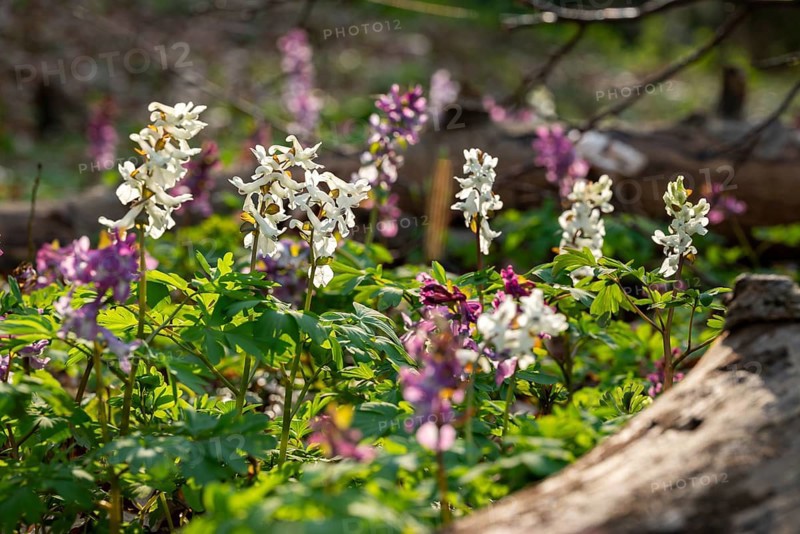 Hollow larkspur (Corydalis cava) with white and purple flowers in atmospheric light in a forest in spring, dead wood in the background, Lower Saxony, Germany