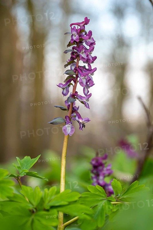 Close-up of Hollow larkspur (Corydalis cava) with purple flowers in a forest in spring, Lower Saxony, Germany