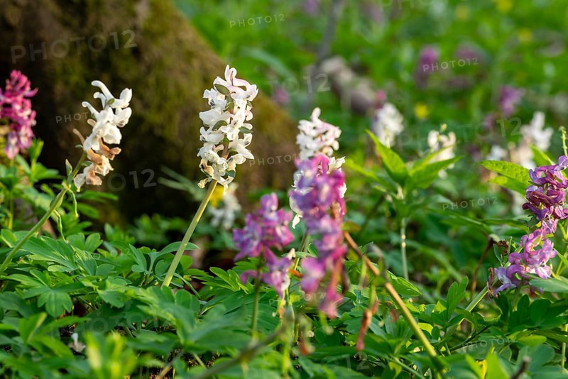 Hollow larkspur (Corydalis cava) with white and purple flowers in a forest in spring, Lower Saxony, Germany