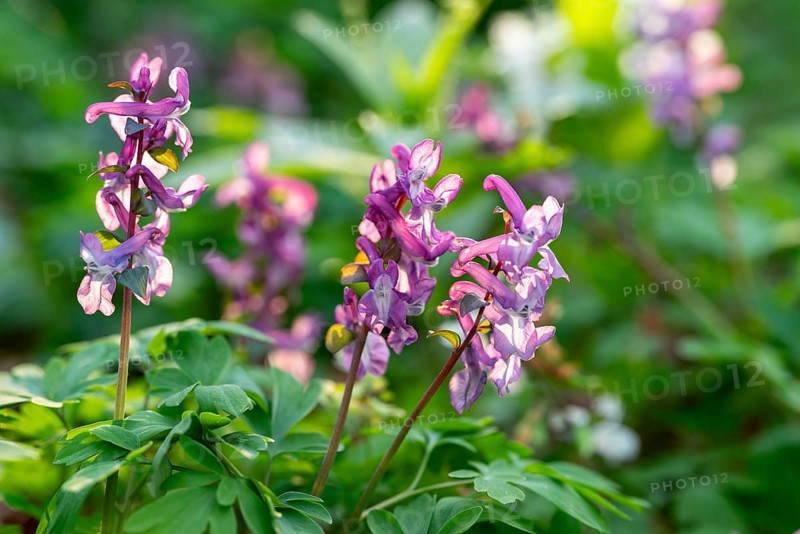 Close-up of Hollow larkspur (Corydalis cava) with purple flowers in atmospheric light in a forest in spring, Lower Saxony, Germany