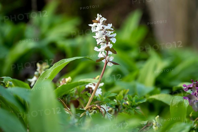 Hollow larkspur (Corydalis cava) with white flowers in atmospheric light in a forest in spring, Lower Saxony, Germany