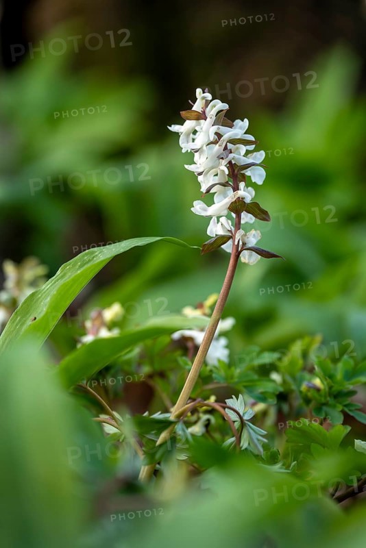 Hollow larkspur (Corydalis cava) with white flowers in atmospheric light in a forest in spring, Lower Saxony, Germany