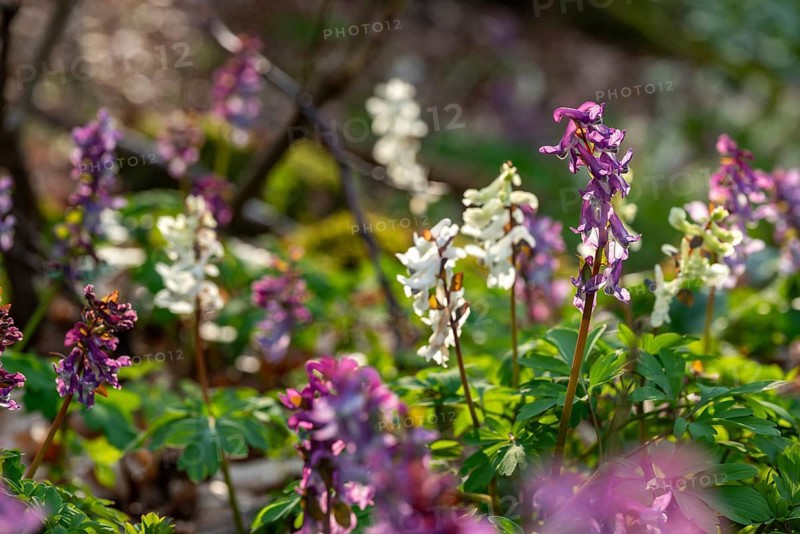 Close-up of Hollow larkspur (Corydalis cava) with white and purple flowers in atmospheric light in a forest in spring, Lower Saxony, Germany