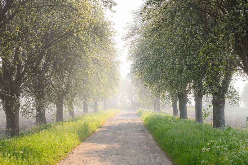 A misty morning path lined with trees, soft light creates a calm and peaceful atmosphere Mulberry tree avenue (Morus spec.), Bohmte, Lower Saxony, Germany