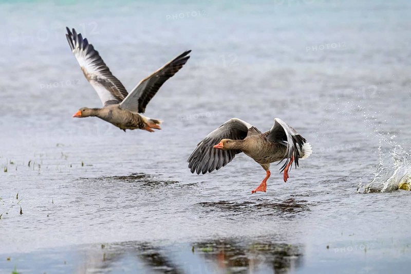 Two grey geese (Anser anser) start their flight just above the water surface, Dümmer nature park Park, Lower Saxony, Germany