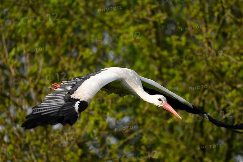 Stork White stork (Ciconia ciconia) in flight over a wooded landscape with outstretched wings, Dümmer nature park Park, Lower Saxony, Germany