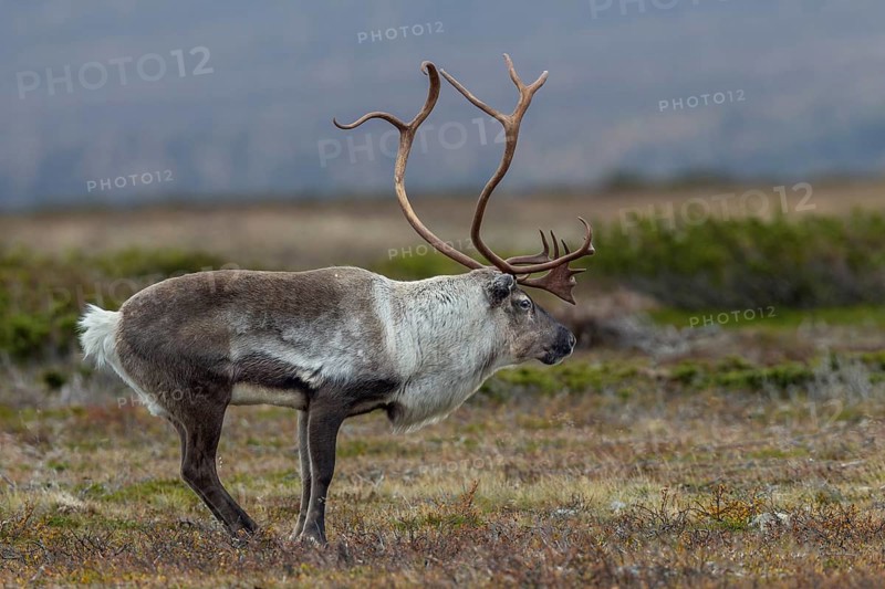 Typical posture of a reindeer bull (Rangifer tarandus) shortly in front of it makes its rutting call, rutting, autumn, Sweden