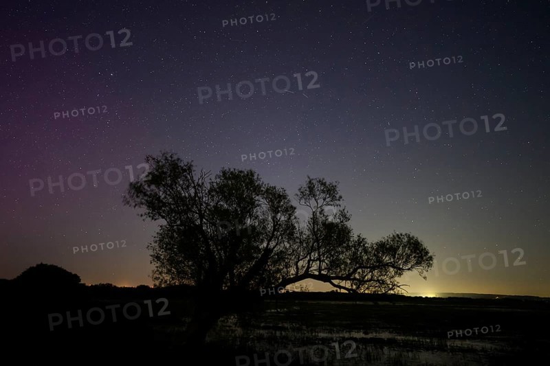 Northern lights aurora borealis over an old pasture on the Hunte dyke, Dümmerniederung nature park Park, Lower Saxony, Germany