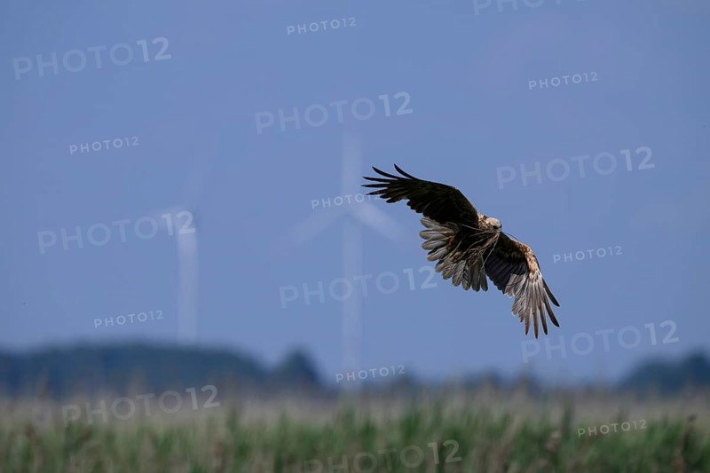 Marsh harrier (Circus aeruginosus) adult female in the air with outstretched wings against a light blue background with wind turbines, Lake Dümmer, Dümmerniederung nature park Park, Lower Saxony, Germany