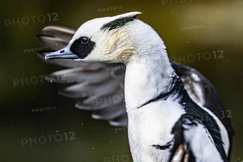Close-up of a pygmy merganser (Mergellus albellus) in the water with water droplets on its black and white feathers, captive, North Rhine-Westphalia, Germany