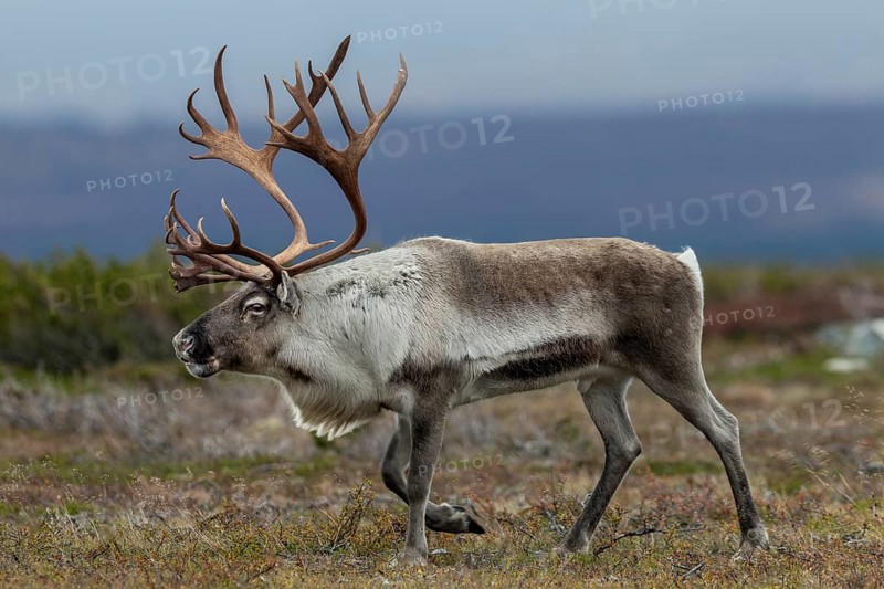 A reindeer bull (Rangifer tarandus) walks across the autumn tundra during the rut, rut, autumn, Sweden