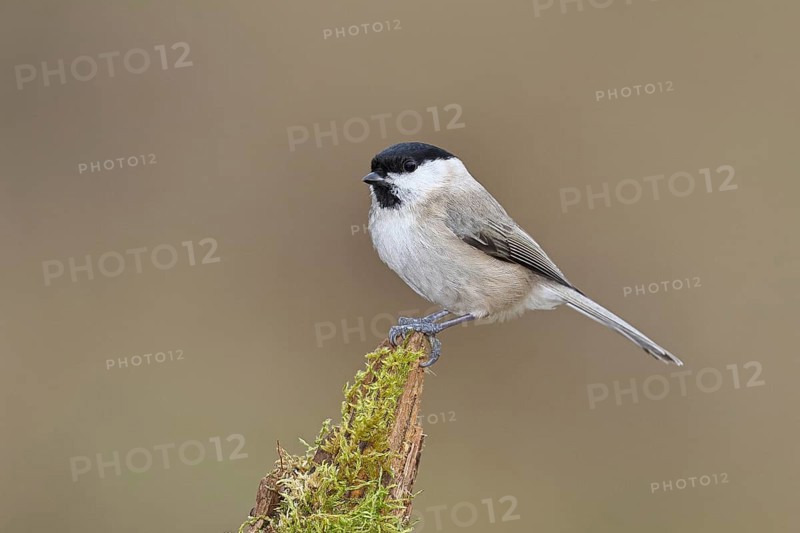 Willow Tit (Parus montanus), Willow Tit (Parus montanus) sitting on a branch overgrown with moss, Wildlife, Animals, Birds, Wilnsdorf, North Rhine-Westphalia, Germany