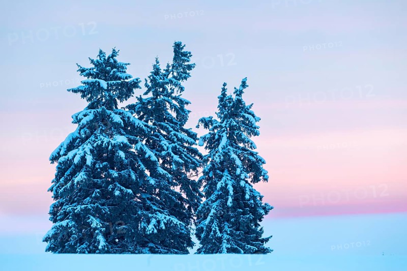 Winter spruces (Picea), pine family (Pinaceae), snow, winter, dawn, Leibertingen, Danube valley, Upper Danube nature park Park, Baden-Württemberg, Germany