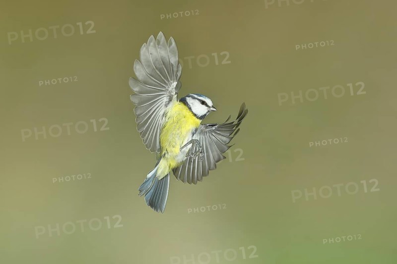 Blue tit (Parus caeruleus) in flight, flight photo, high speed flight photo Wilnsdorf, North Rhine-Westphalia, Germany