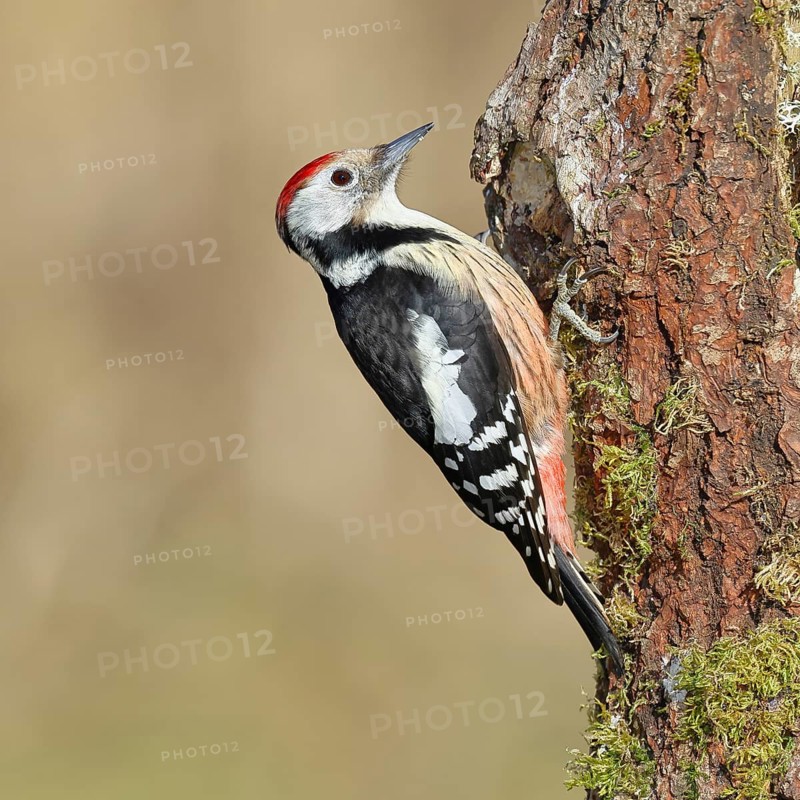 Middle spotted woodpecker (Dendrocopos medius) foraging on a tree stump overgrown with moss and lichen, Wildlife, Woodpeckers, Birds, Nature photography, Wilnsdorf, North Rhine-Westphalia, Germany