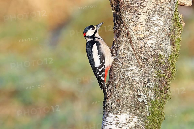 Great spotted woodpecker (Dendrocopus major), male, foraging on the trunk of a common birch (Betula pendula), wildlife, woodpeckers, nature photography, autumn, Wilnsdorf, North Rhine-Westphalia, Germany