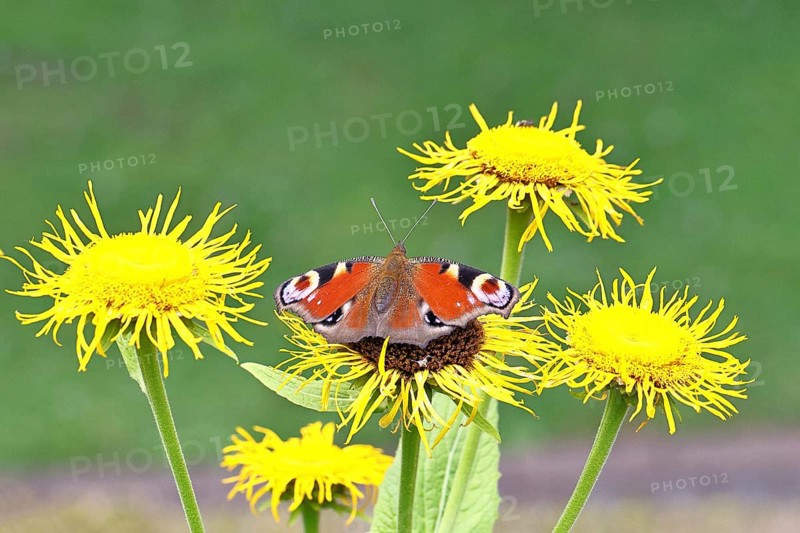 Peacock butterfly (Aglais io), on a yellow flower of a Great Telekie (Telekia speciosa), Wilnsdorf, North Rhine-Westphalia, Germany