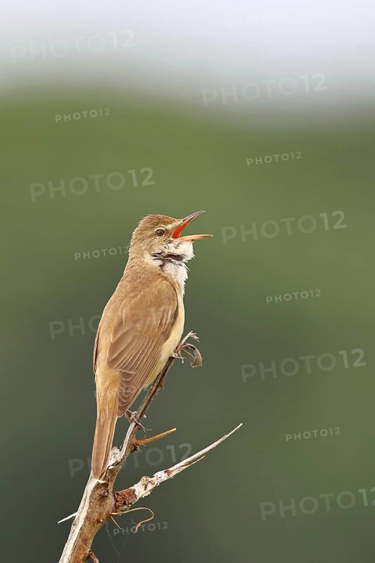 Great Reed Warbler (Acrocephalus arundinaceus), with open beak, singing, twittering, sitting on a twig, singing station, natural habitat, migratory bird, songbirds Lake Neusiedl, Burgenland, Austria