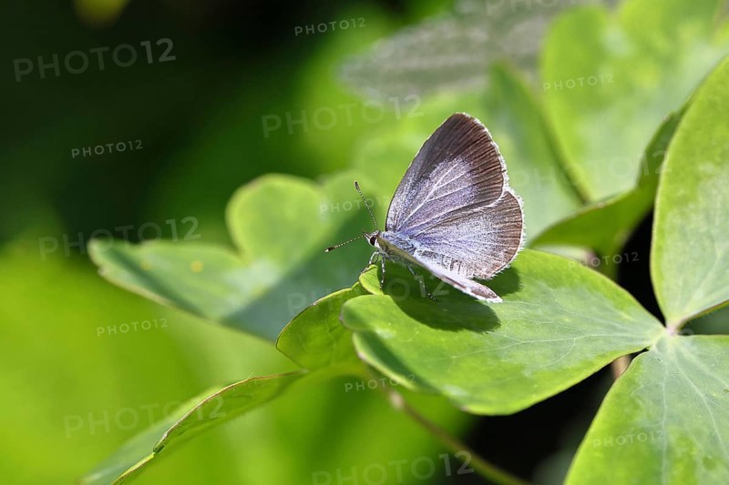 Argus Blue, White Clover Blue (Plebejus argus), female, on a leaf, close-up, macro photograph, Wilnsdorf, North Rhine-Westphalia, Germany