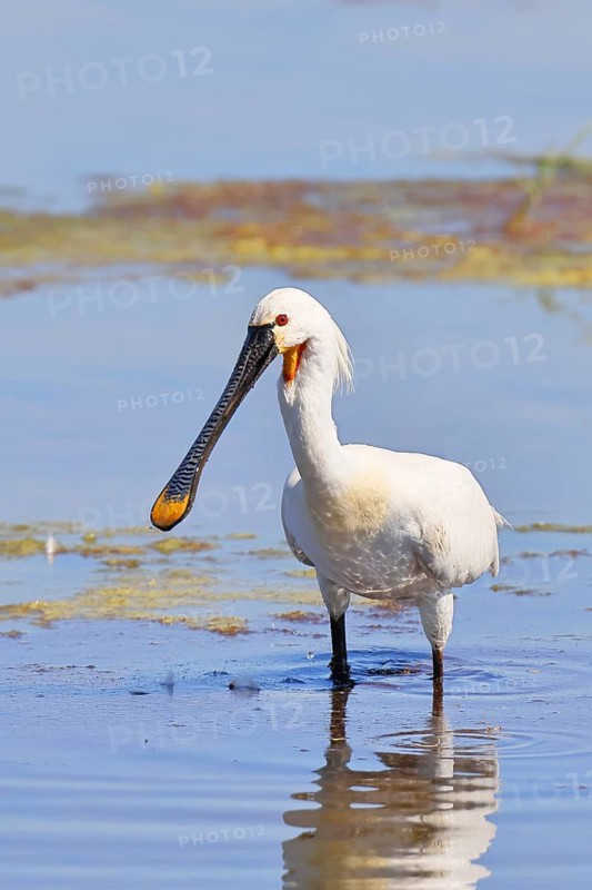 Spoonbill (Platalea leucorodia), adult bird striding through shallow water, adult bird in splendour, wildlife, Ziggsee, Burgenland, Austria
