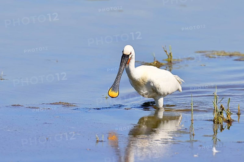Spoonbill (Platalea leucorodia), adult bird striding through shallow water, adult bird in splendour, wildlife, Ziggsee, Burgenland, Austria