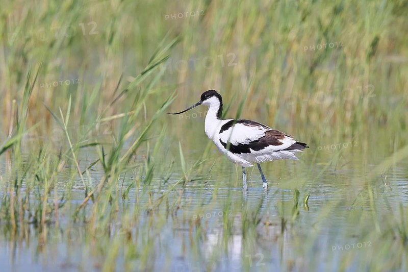 Avocet (Recurvirostra avosetta) adult wader standing in the shallow water of the lake shore zone, Wildlife, Lake Neusiedl-Seewinkel National Park, Burgenland, Austria